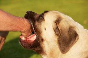 Animal Attack Lawyers in Orange County California