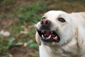 accidentes perros