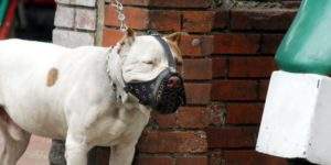 Featured image for Ataques de animales salvajes y sus causas: Osos negros