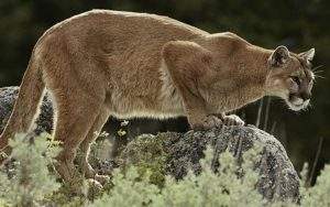 Featured image for Leones de montaña domesticados y cómo hacer en caso de sufrir una lesión a causa del mismo