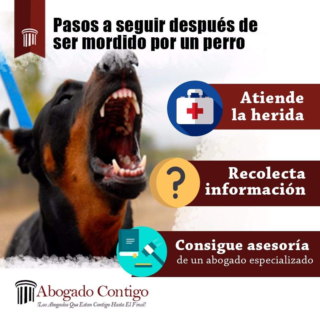 pasos a seguir mordida perro